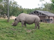 28th Aug 2012 - Rhino