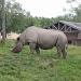 Rhino by clairecrossley