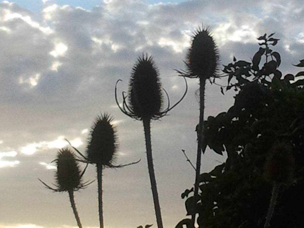 Thistles by clairecrossley