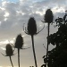 Thistles by clairecrossley