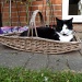 You don't want to use this basket do you? by lellie