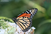 13th Sep 2012 - Monarchs Still
