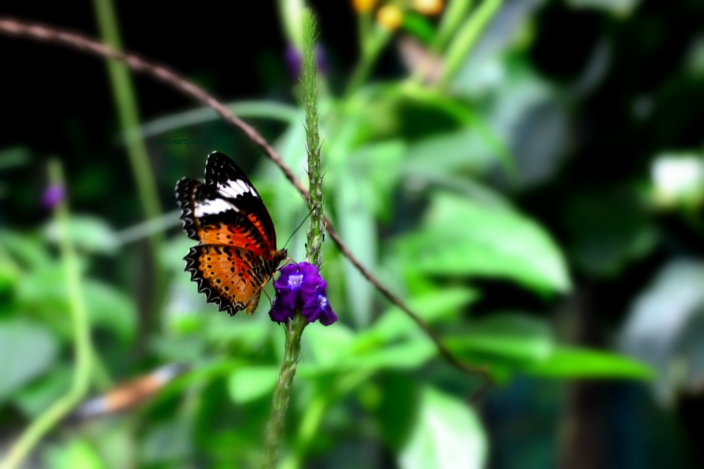 butterfly  by summerfield