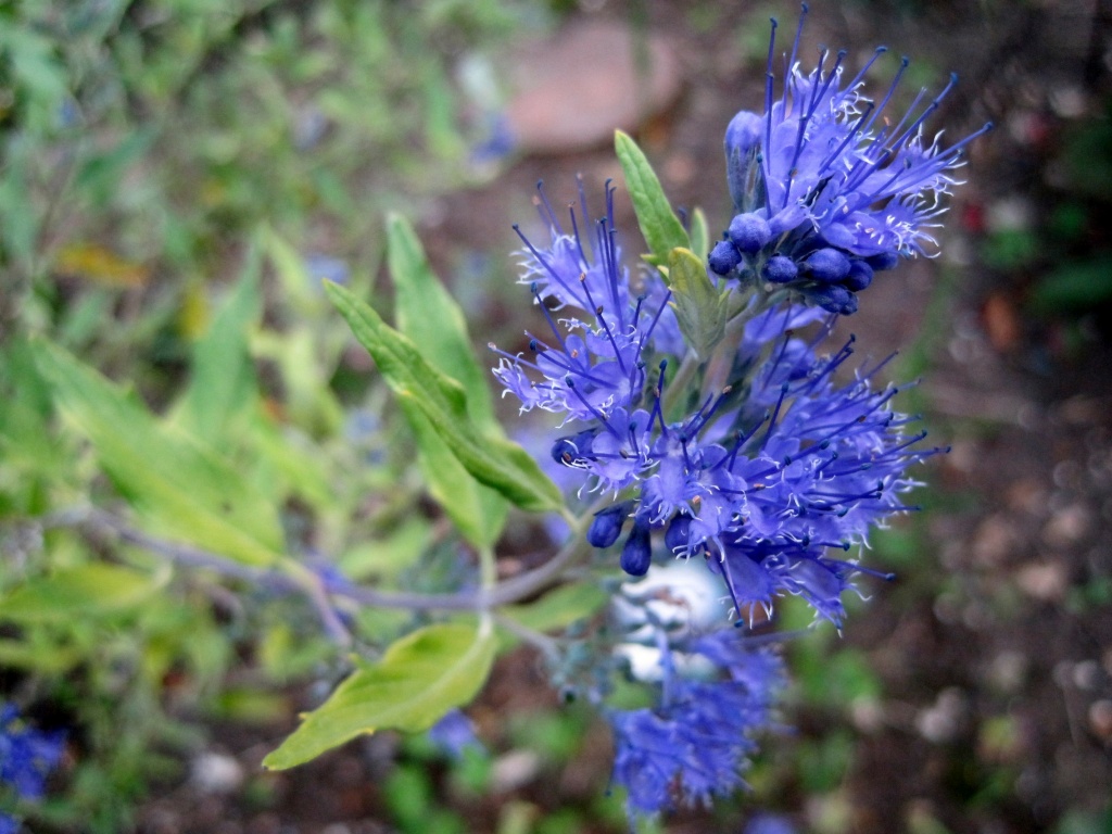 Day 5: Blue - a flowering bush by quietpurplehaze