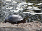 12th Sep 2012 - Painted Turtle