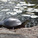 Painted Turtle by sunnygreenwood