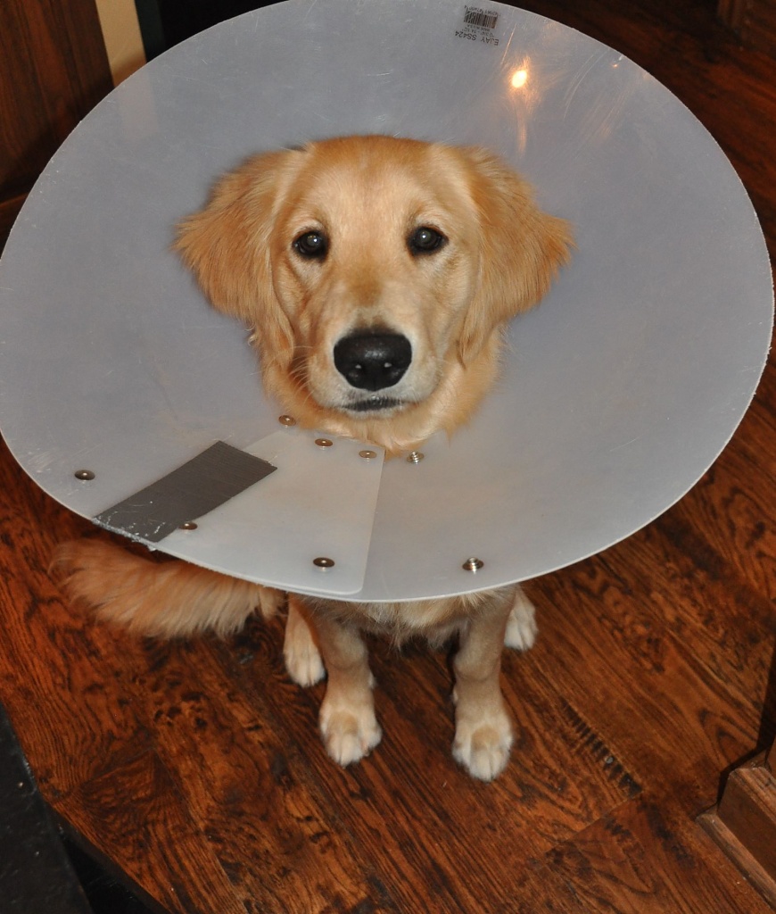 the cone of shame by bcurrie