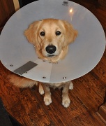 11th Jul 2010 - the cone of shame