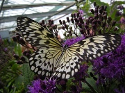 13th Sep 2012 - Butterfly 6