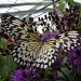 Butterfly 6 by pyrrhula