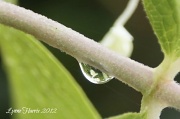 13th Sep 2012 - Rain Drop Reflection