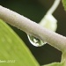 Rain Drop Reflection by lynne5477