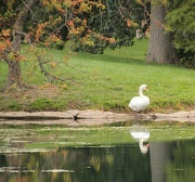 14th Sep 2012 - The Swan