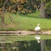 The Swan by cdonohoue