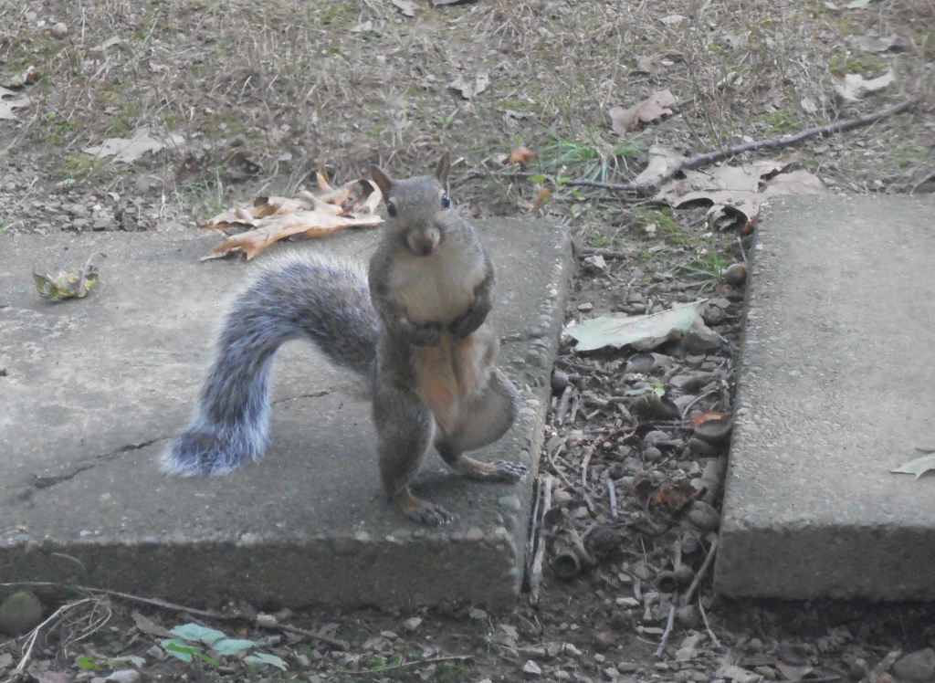 Mr. Squirrel by julie