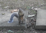 14th Sep 2012 - Mr. Squirrel