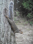 13th Sep 2012 - Squirrel Stretch