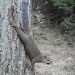 Squirrel Stretch by julie