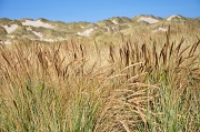 12th Sep 2012 - Dunes In The Fall