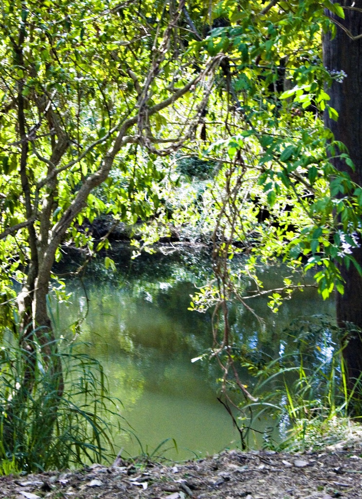 Tingalpa Creek by corymbia