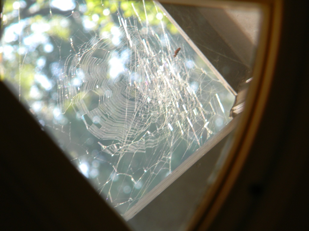 Spider Web in Window 9.15.12 001 by sfeldphotos