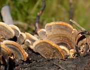 15th Sep 2012 - Fungus