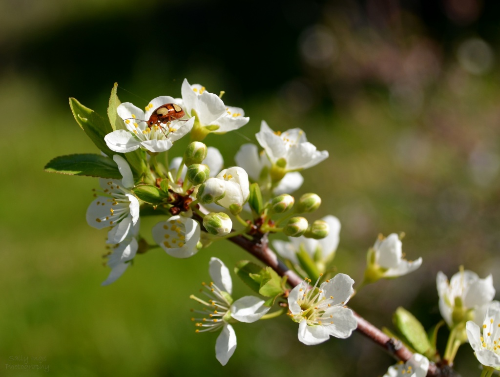 Pear Blossom by salza