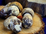 15th Sep 2012 - Wild mushrooms