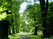 14th Sep 2012 - The driveway leading to Croft Castle.