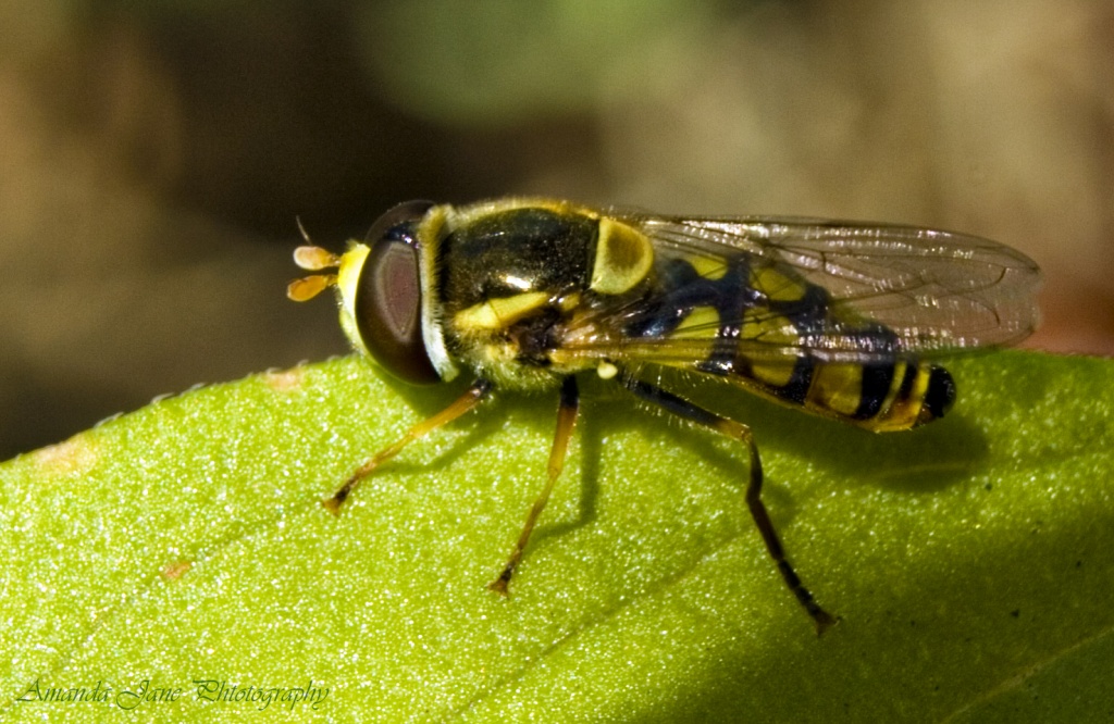 Common Hover Fly by corymbia