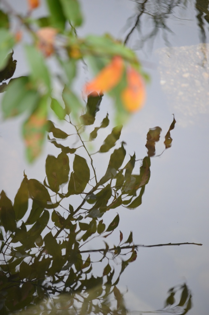 Leafy reflection by kdrinkie