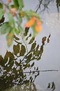 3rd Sep 2012 - Leafy reflection
