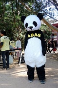 22nd Aug 2012 - Panda