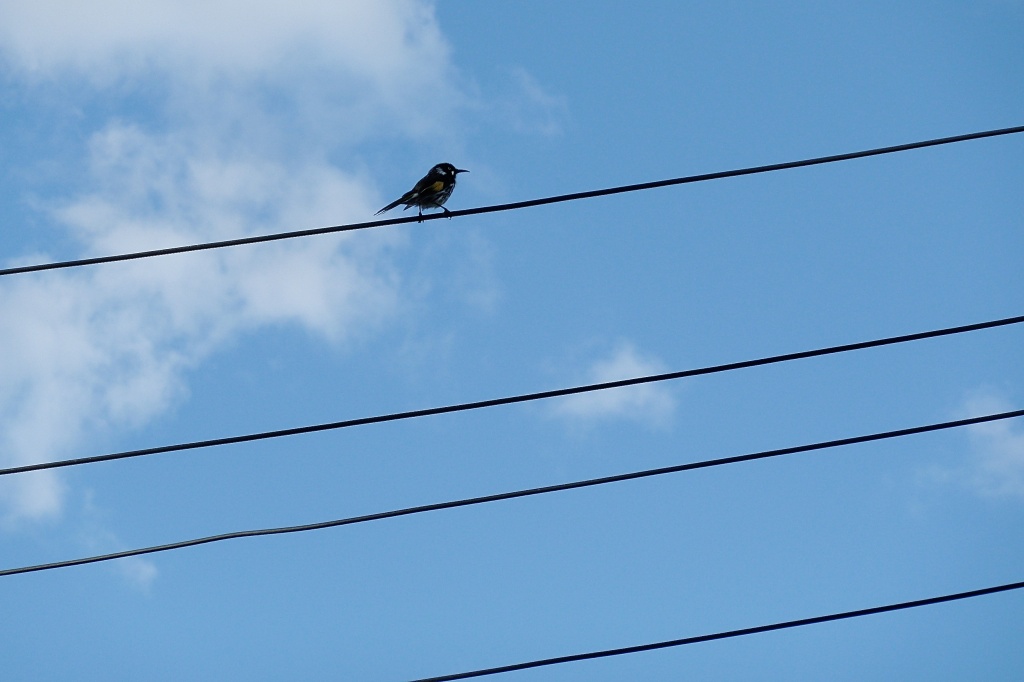 Bird on a wire by kjarn