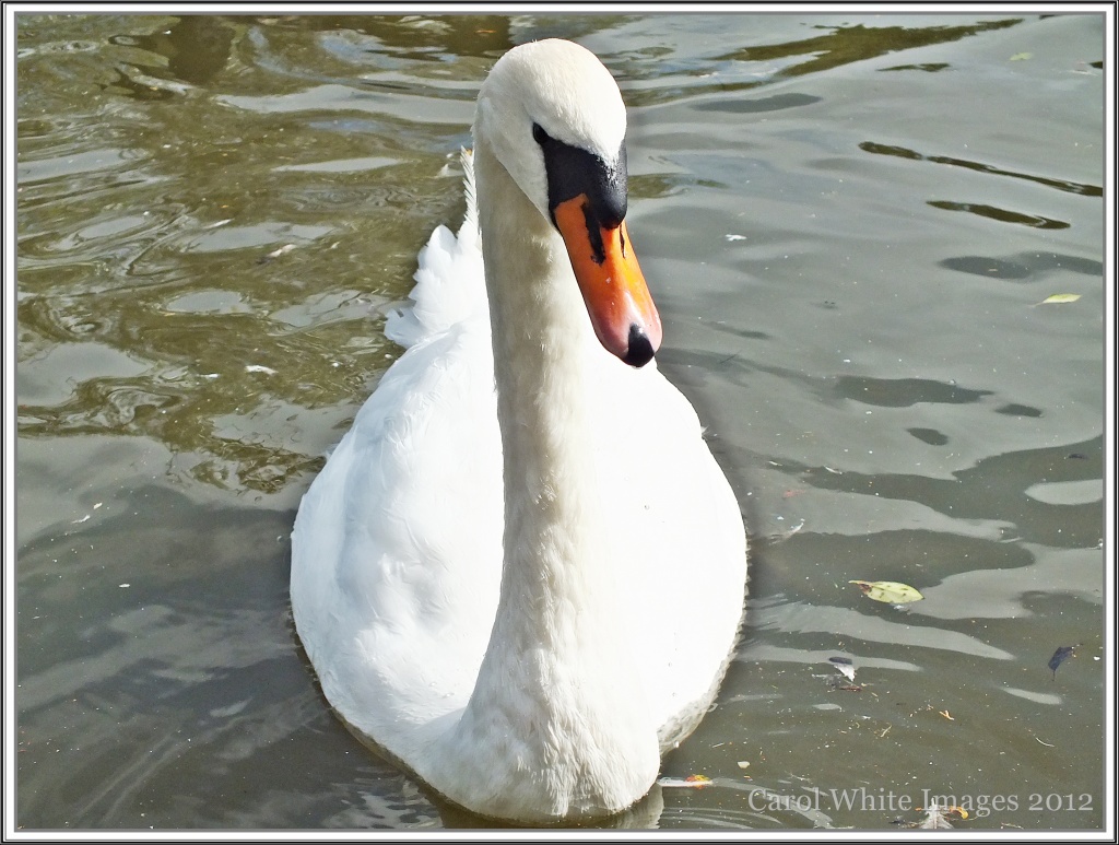Mother Swan(Pen) by carolmw