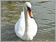 16th Sep 2012 - Mother Swan(Pen)