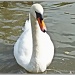 Mother Swan(Pen) by carolmw