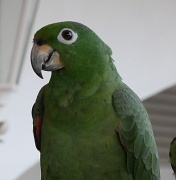 8th Sep 2012 - What a lovely green parrot