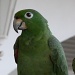What a lovely green parrot by rosiekind