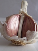 15th Sep 2012 - garlic