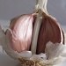 garlic by mariadarby