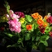 Bouquet. by happypat