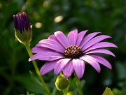 16th Sep 2012 - Purple Daisy