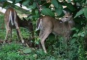 16th Sep 2012 - Deer