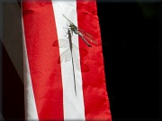 16th Sep 2012 - Red, White and Dragonfly Blue