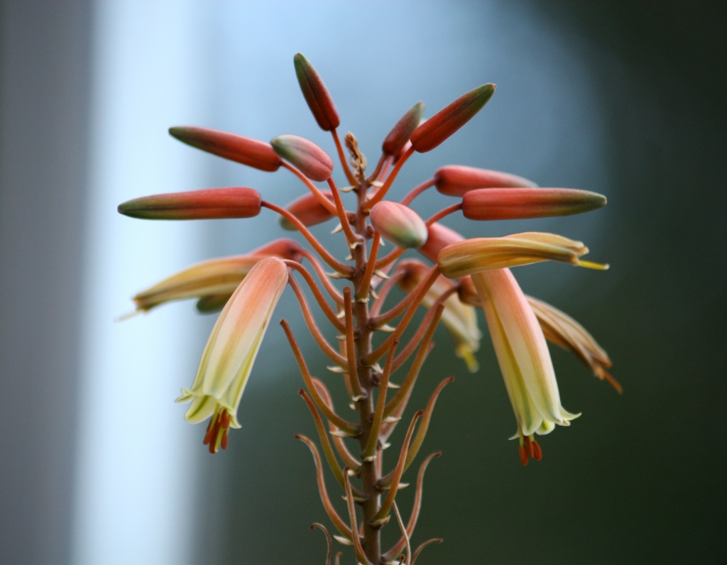 Aloe ciliaris - Ripsiaaloe, Trådaloe IMG_7509 by annelis