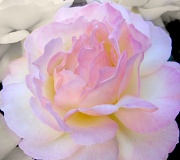 16th Sep 2012 - Peace Rose