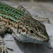 Our friendly lizard by rosiekind