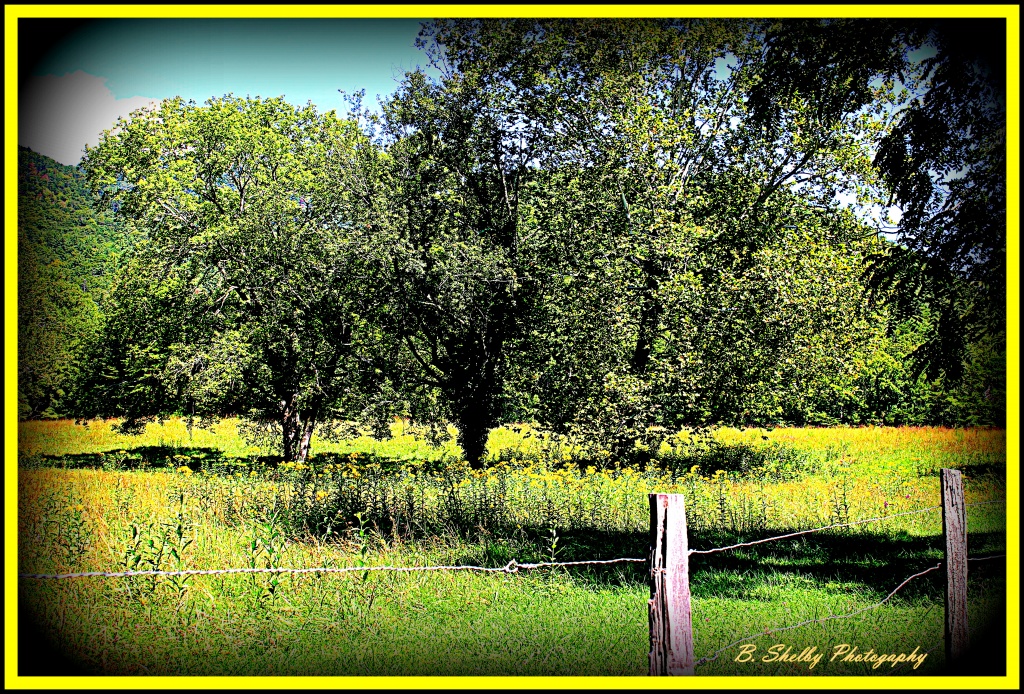 Field of Yellow flowers by vernabeth