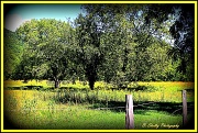 7th Sep 2012 - Field of Yellow flowers